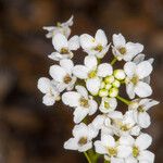 Kernera saxatilis Λουλούδι