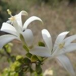Turraea mombassana Λουλούδι