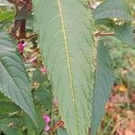 Impatiens glandulifera Blad