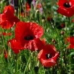 Papaver rhoeas Blomma