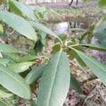 Rhododendron maximumFolha