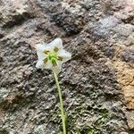 Moneses uniflora Flower