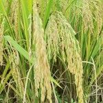 Oryza sativa Плід