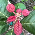 Quercus tarahumara Hoja