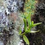 Epidendrum rigidum List