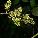 Vitis tiliifolia Kvet