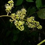 Vitis tiliifolia Flower