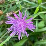 Centaurea nigrescensFlower