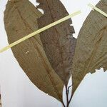 Stylogyne longifolia Ostatní