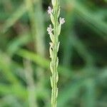 Digitaria sanguinalisFlower