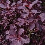 Cotinus obovatus Folha