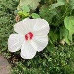 Hibiscus moscheutos Λουλούδι