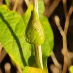 Calystegia silvatica 其他