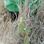 Lantana viburnoides Liść