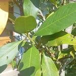 Myrsine guianensis Leaf