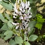 Vicia faba പുഷ്പം