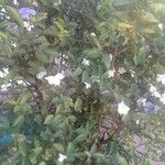 Brunfelsia uniflora Листок