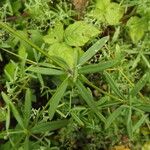 Galium laevigatum 整株植物