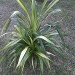 Cordyline indivisa পাতা