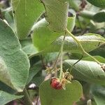 Ehretia amoena Fruit