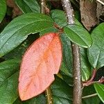 Cotoneaster dammeri Blad