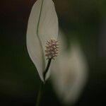 Calla palustris Blüte