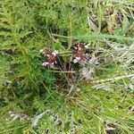 Fedia graciliflora പുഷ്പം