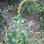 Chenopodium bonus-henricus Hábito