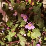 Cymbalaria muralisFloare