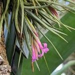 Tillandsia argentina Flower