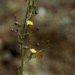 Lactuca hirsuta Flor