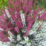 Calluna vulgarisFlower