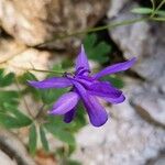 Aquilegia einseleana फूल