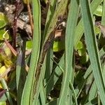 Bupleurum ranunculoides Leaf