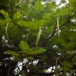 Delonix regia Frucht