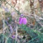 Daboecia cantabrica Kwiat