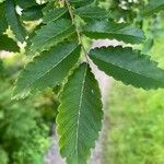 Hemiptelea davidii Leaf