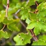 Acer hyrcanum Fulla