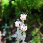 Monotropa uniflora花