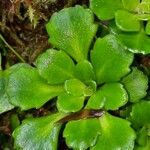 Saxifraga cuneifolia Лист