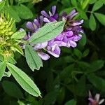 Medicago sativa Φύλλο