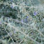 Teucrium fruticans Other