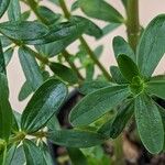 Peperomia inaequalifolia Leaf