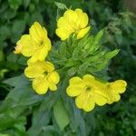 Oenothera parvifloraFlors