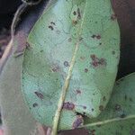Pradosia schomburgkiana Leaf
