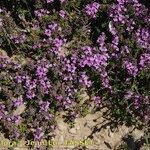 Thymus dolomiticus आदत