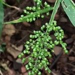 Lasiacis ruscifolia Flor