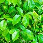 Viburnum lentago ഇല