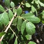 Commiphora mollis Folha