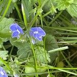 Veronica chamaedrys Blomma